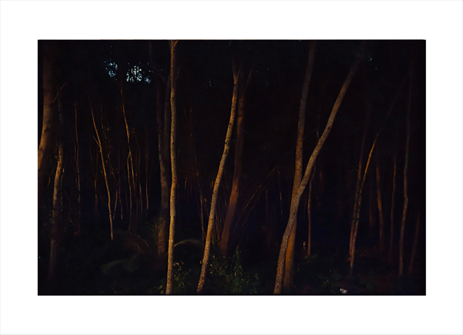 _Night-falls-Jungle-Vietnam-..jpg