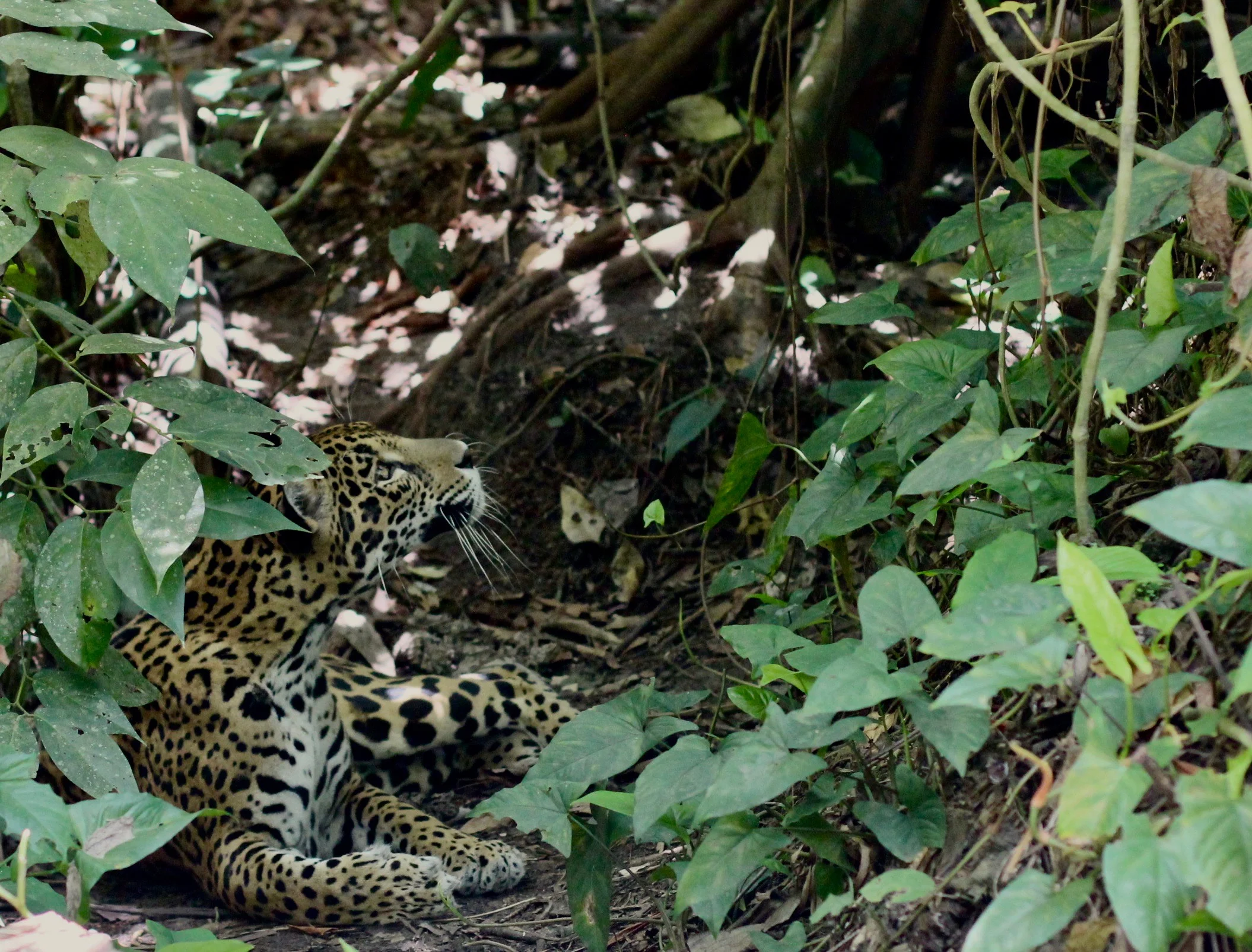 Jaguar at the Belize Zoo
