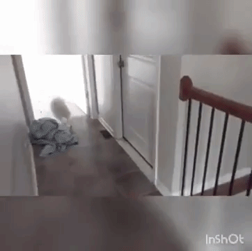 5fMU2JI.gif