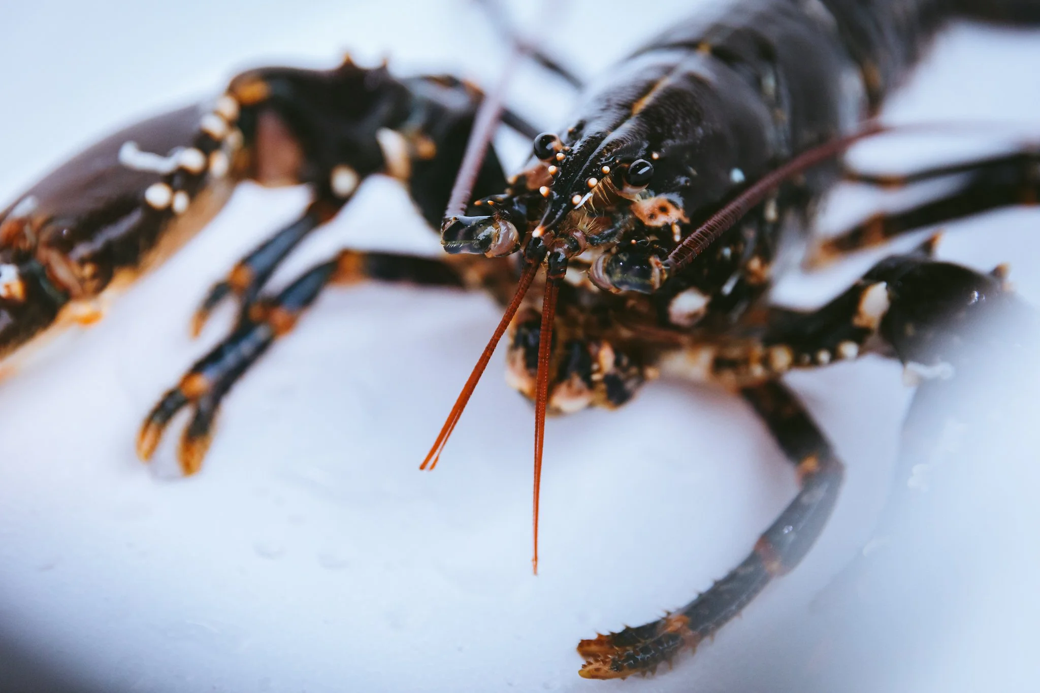 Rileys-Fish-Shack_Lobster-Langos-04.jpg