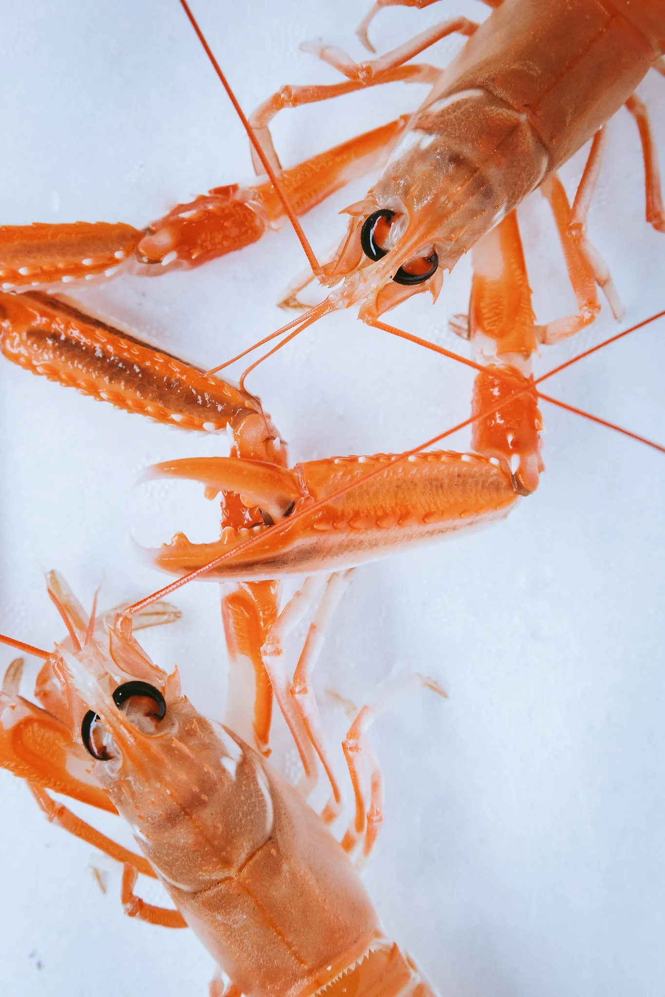 Rileys-Fish-Shack_Lobster_Langos-01.jpg