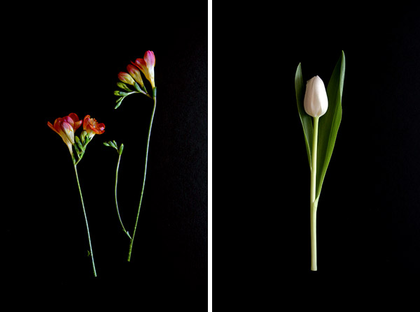 orange-freesia.jpg