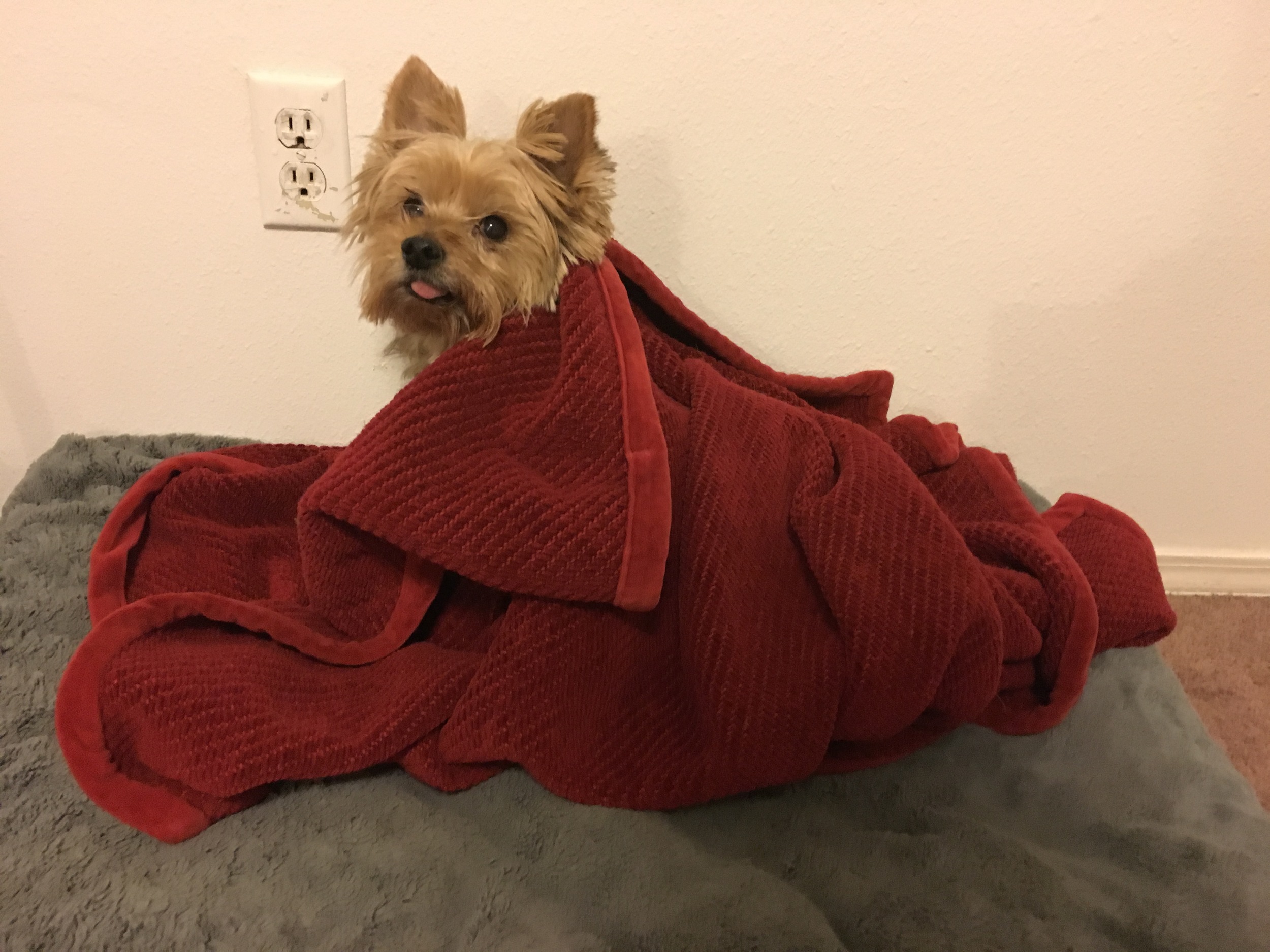 image.jpeg