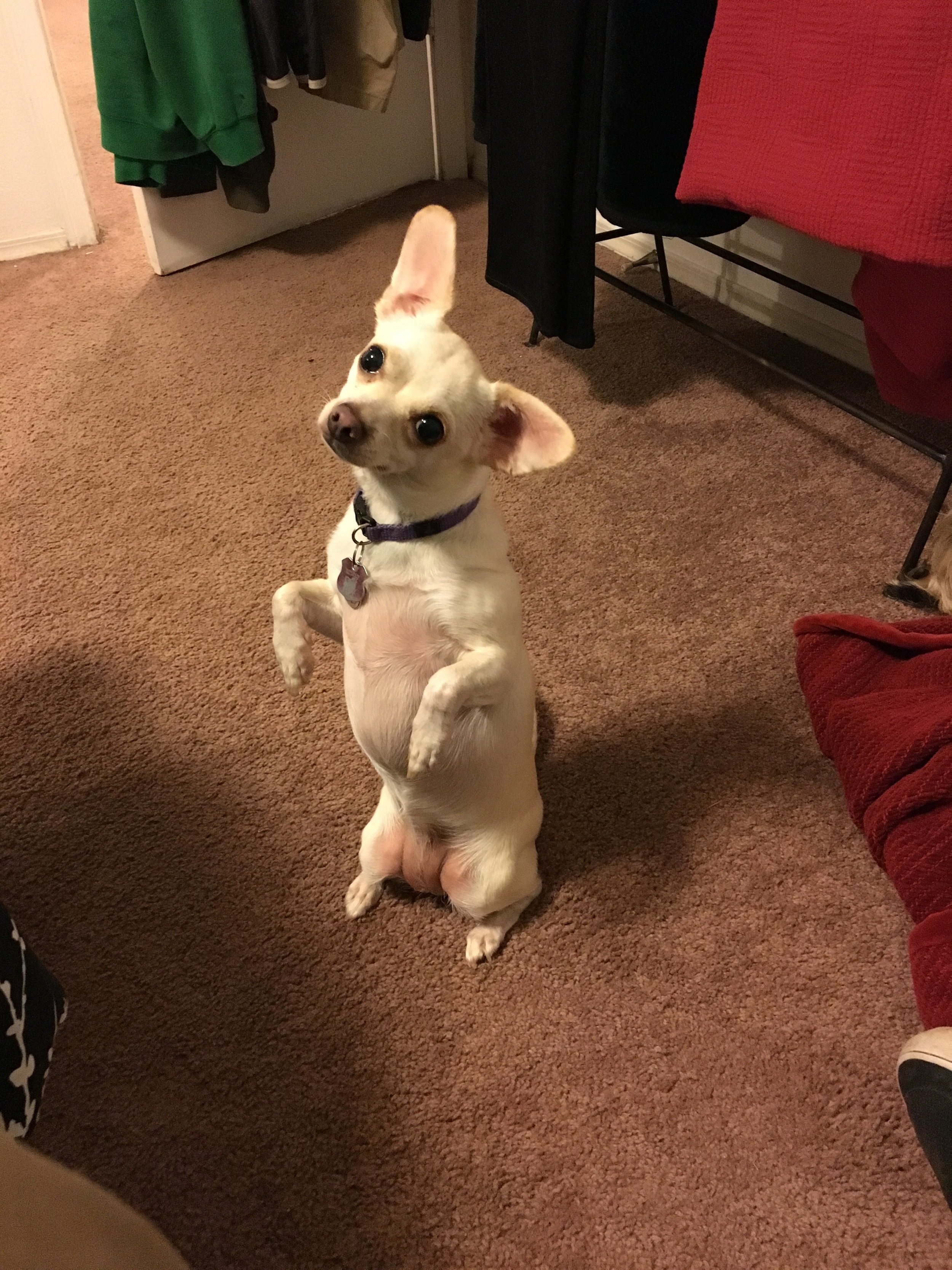 image.jpeg