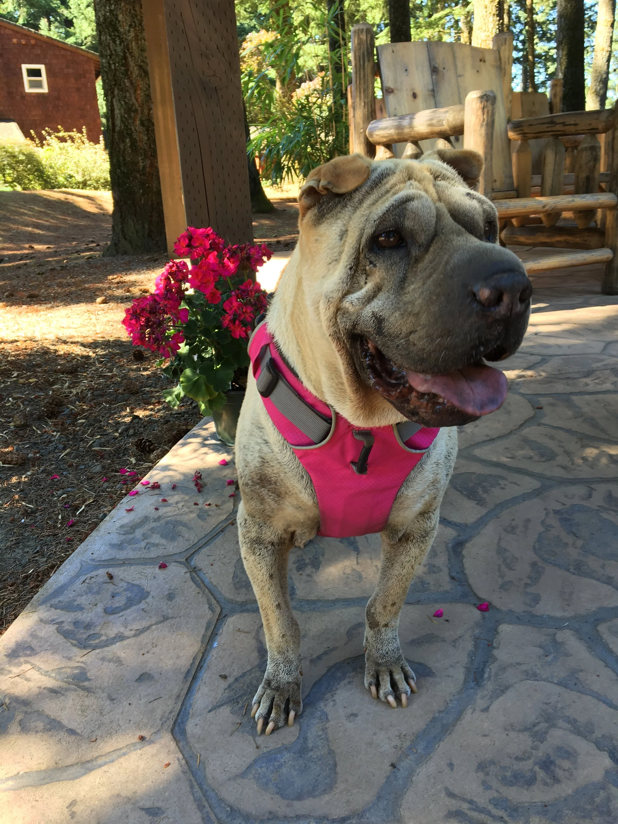 Abby-Shar-Pei