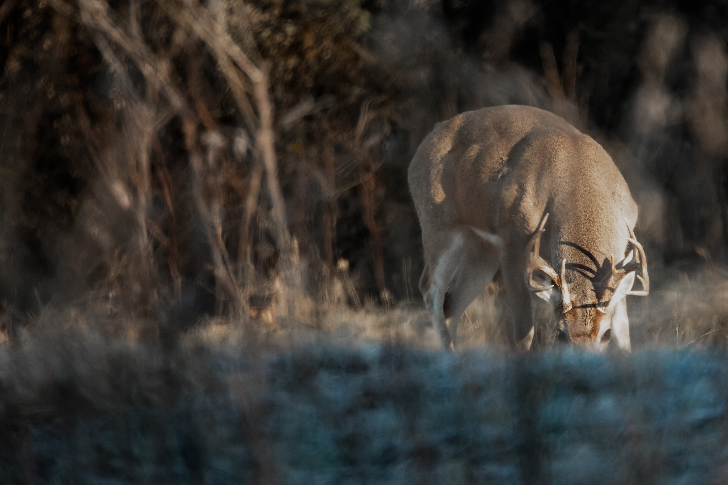 Buck (1 of 1).jpg
