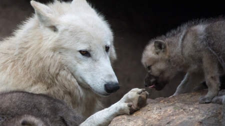 female white wolf