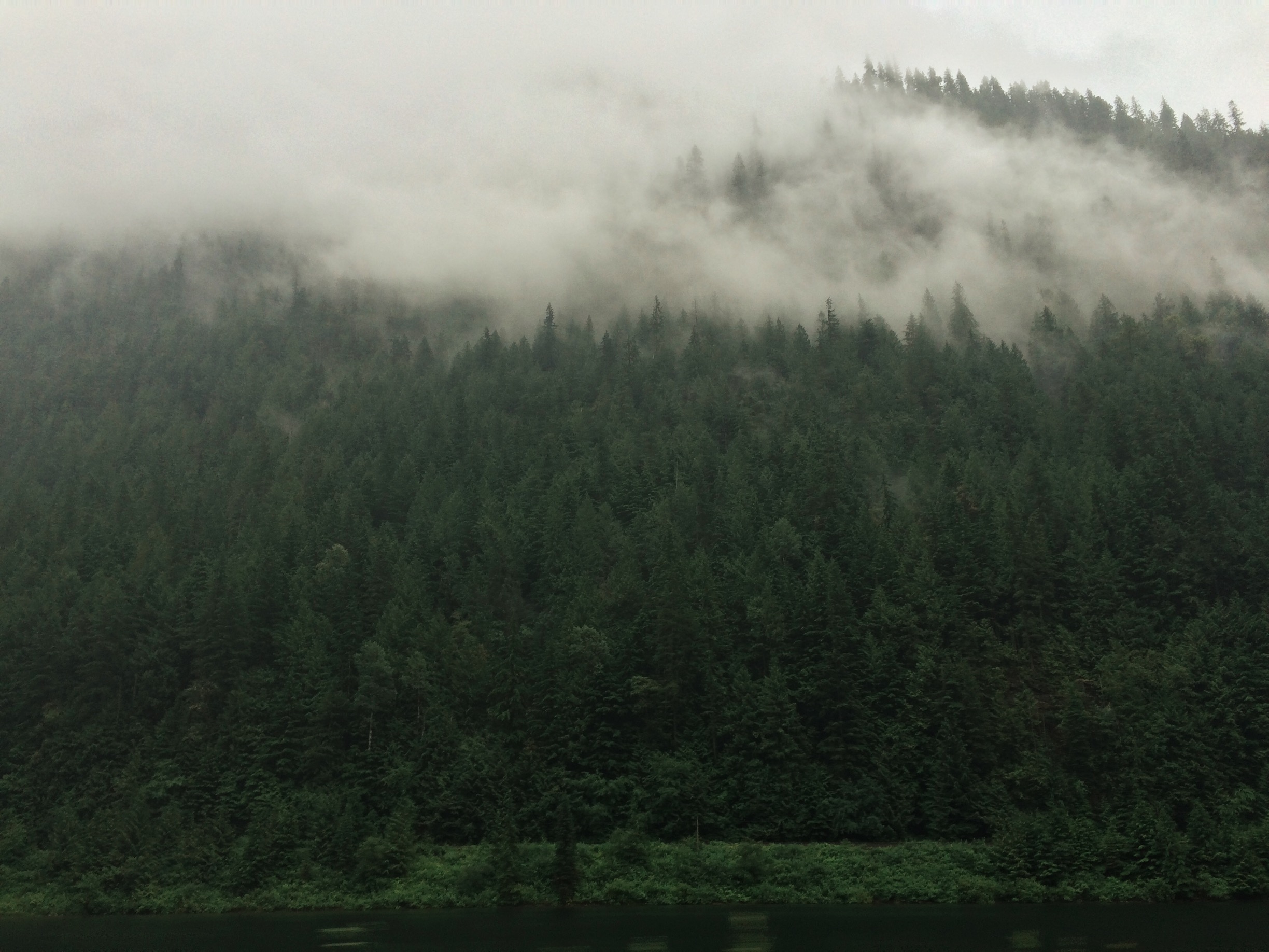 trees.jpg