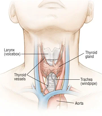 Thyroid .jpg