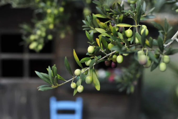 Oli d'oliva de primera premsada