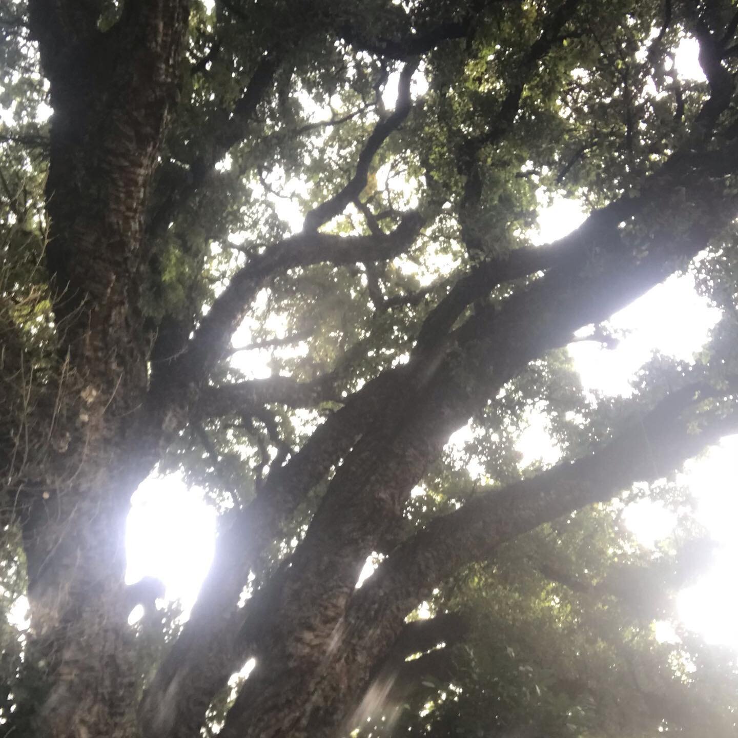 Light punching through the precious Cork Oak, and starting to shine nicely out of some of yesterday&rsquo;s screen print tests. 
.
. 
#makeyourownsoil #sunlight #trees #light #research #vulnerable #vulnerability #delicacy #paperart #pilgrimage  #cont