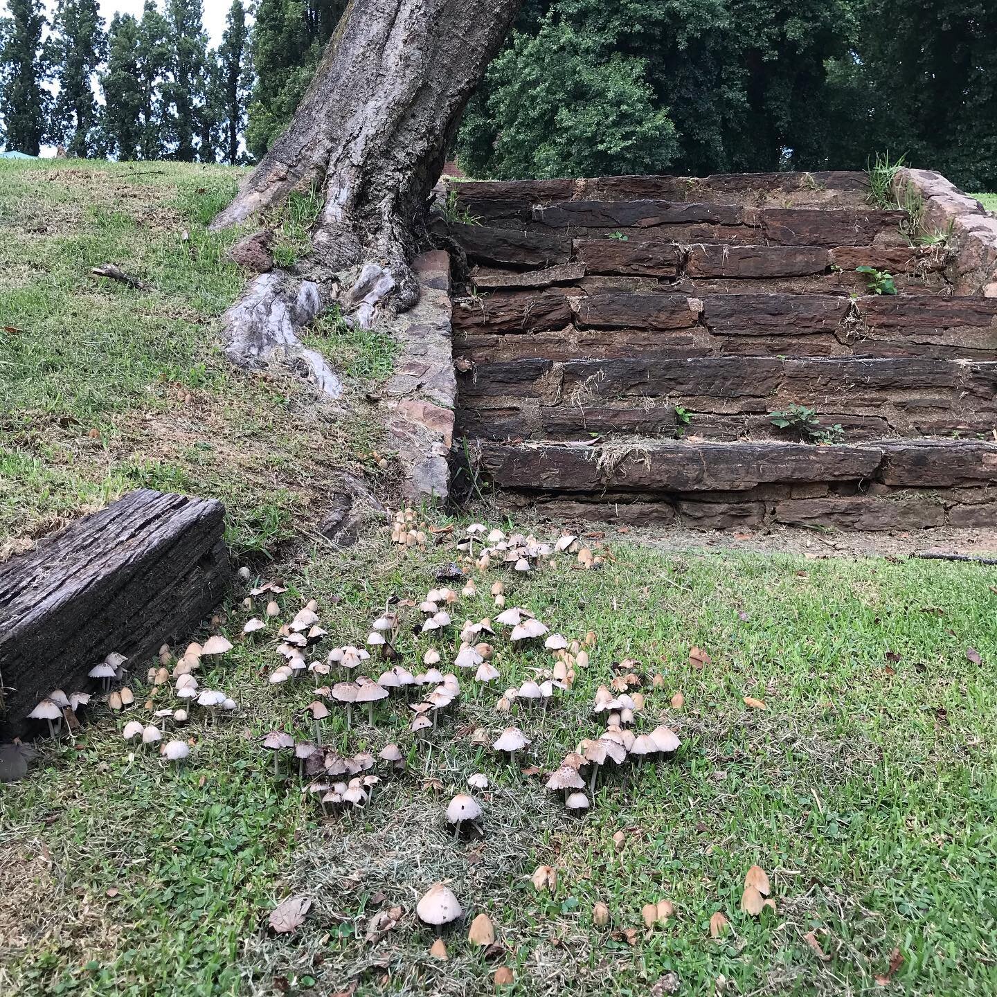 Fungi form enormous networks underground. We only see tiny intriguing outcroppings above the surface. 
.
. 
#makeyourownsoil #sunlight #trees #rootnetworks #light #research #vulnerable #vulnerability #delicacy #paperart #pilgrimage  #contemporaryart 