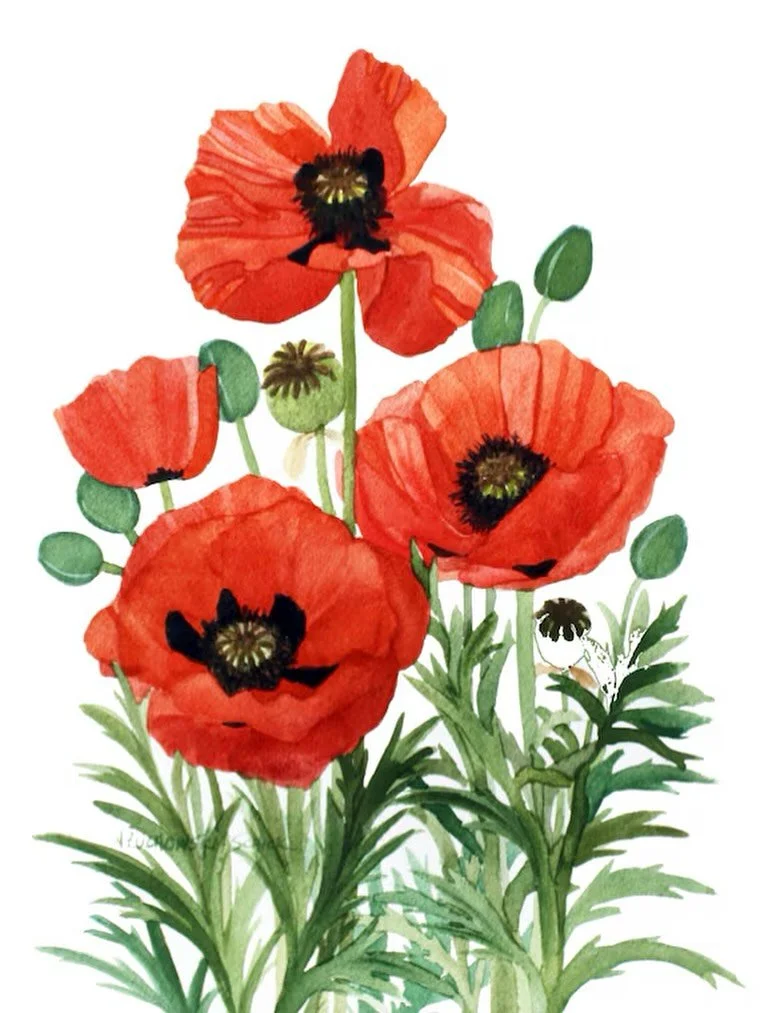 Lest we forget. Thank you veterans.