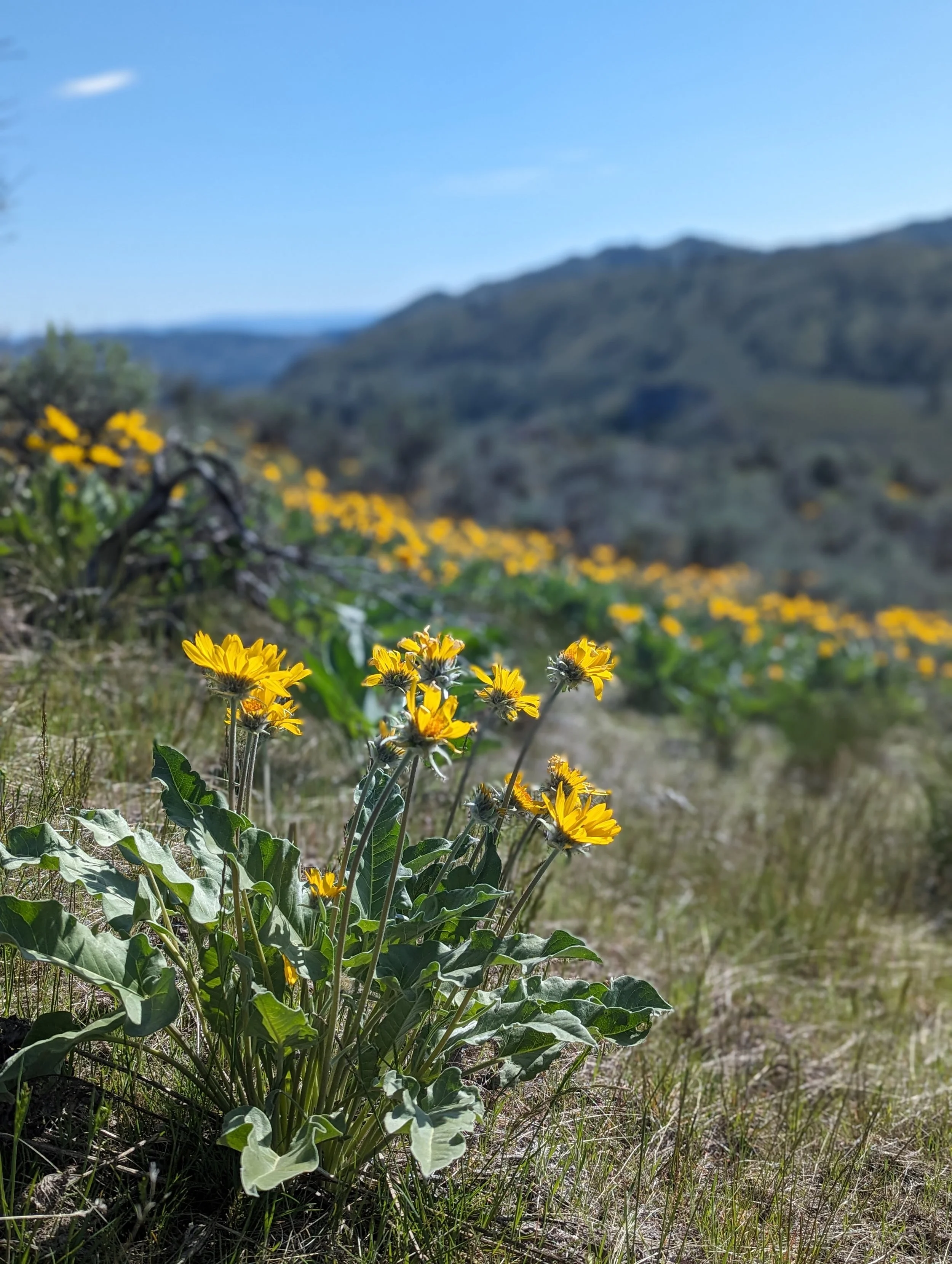 NVH Newsletter April 2026