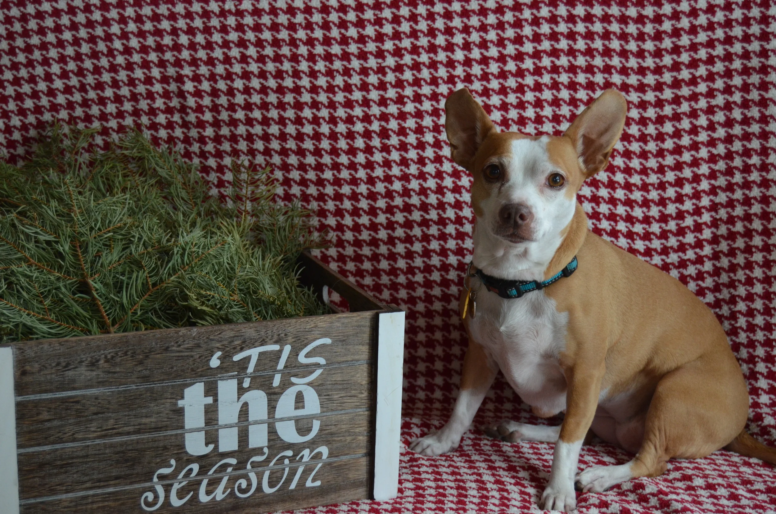 National ‘Train Your Dog’ Month!