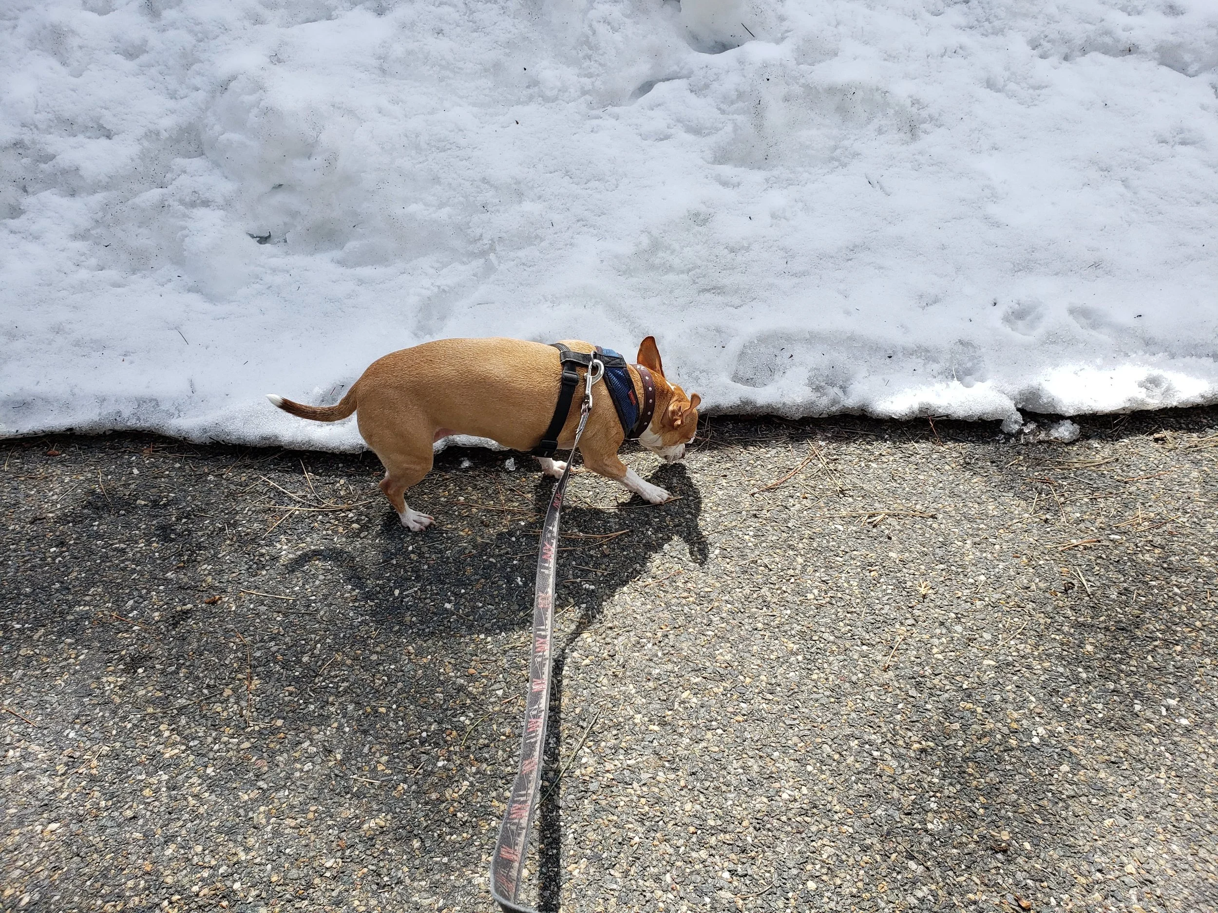 Walks: Are They For You? Or The Dog?