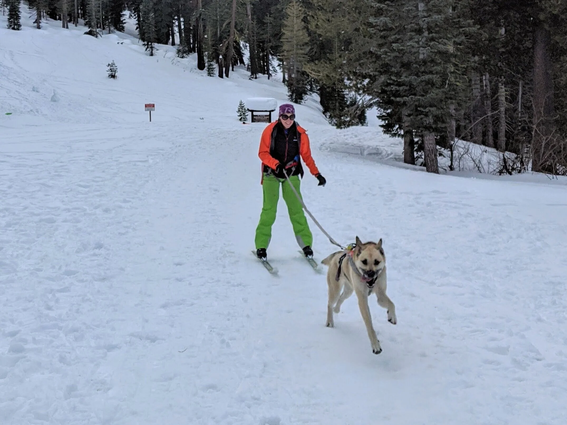 Mushing For Fun!