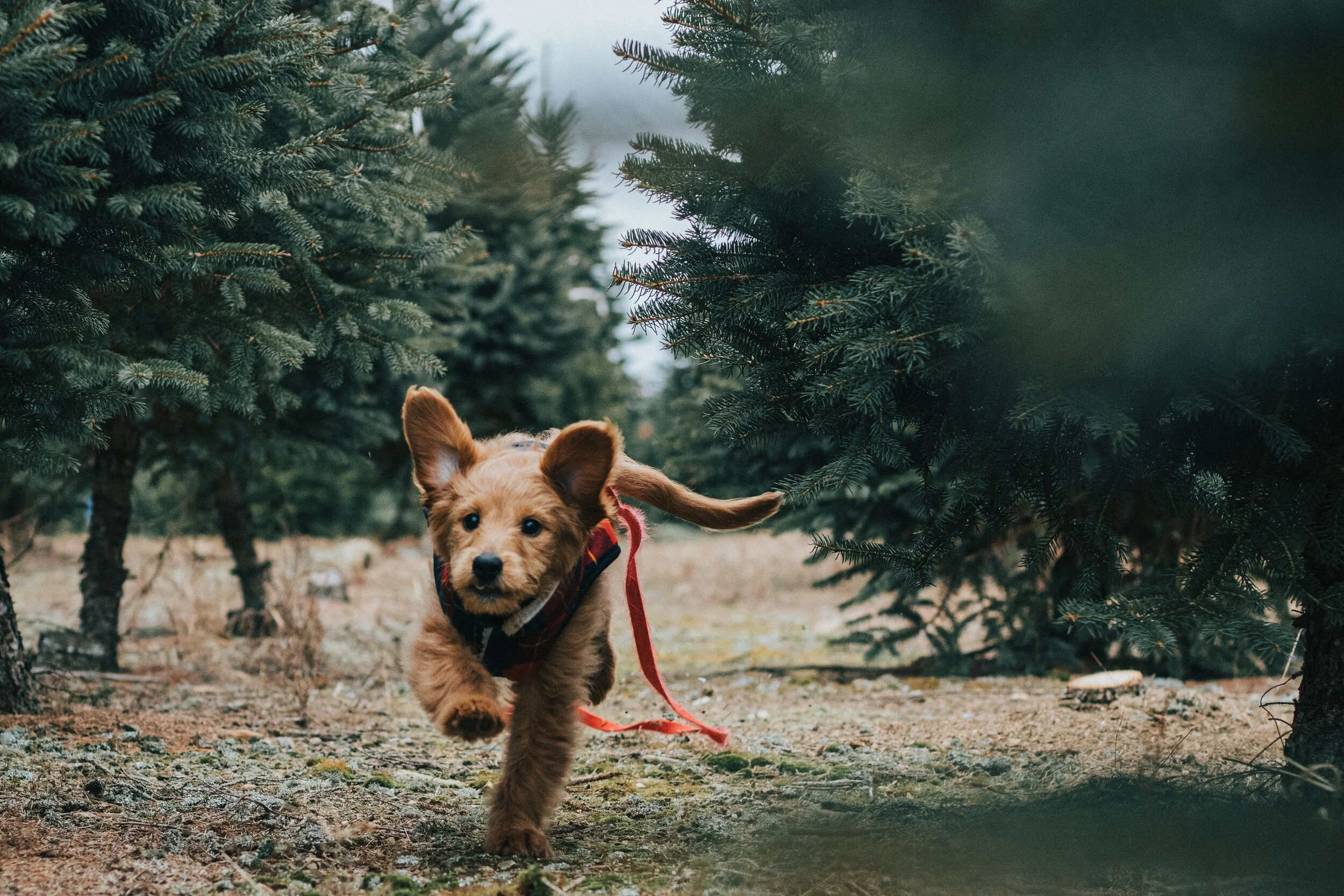 Recall Tip: Pay Your Dog!