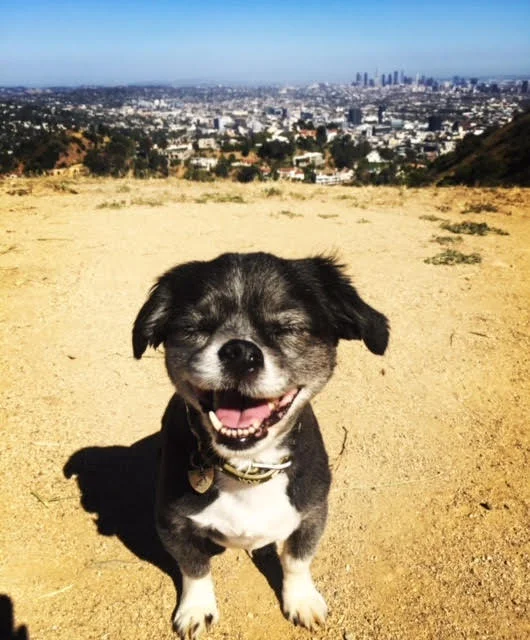 James Bond on a hike in Los Angeles