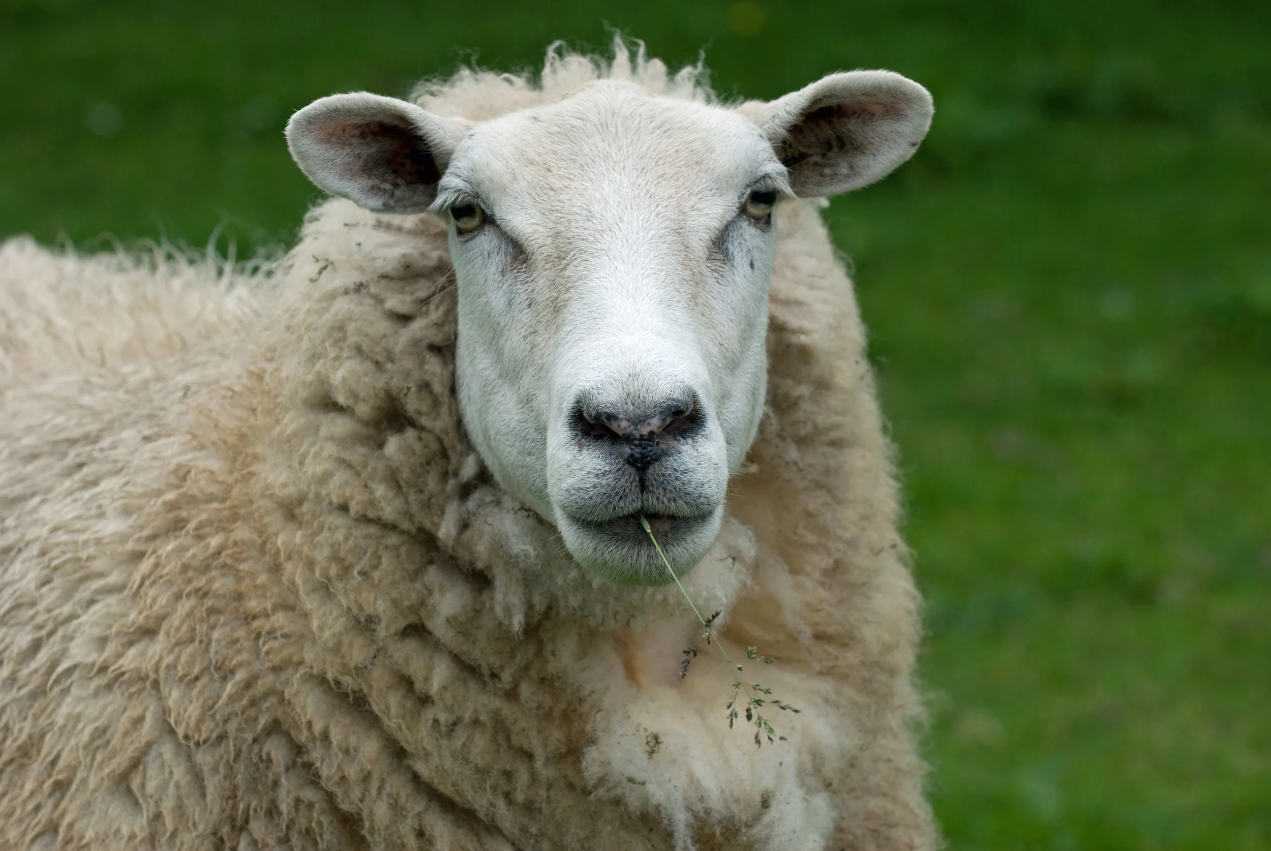 Sheep.jpg