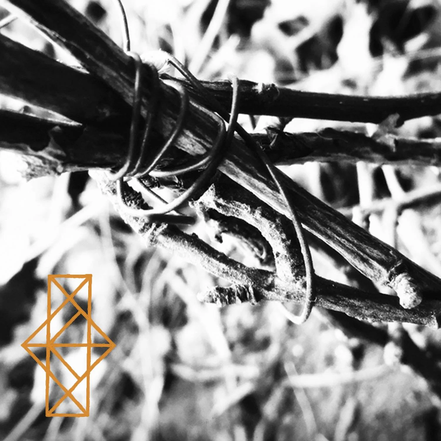 COMMON EIDER, KING EIDER | Shrines for the Unwanted, Respite for the Cast Aside