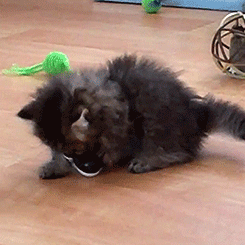 giphy.gif