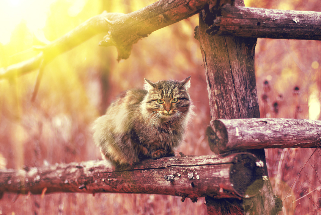 © iStock