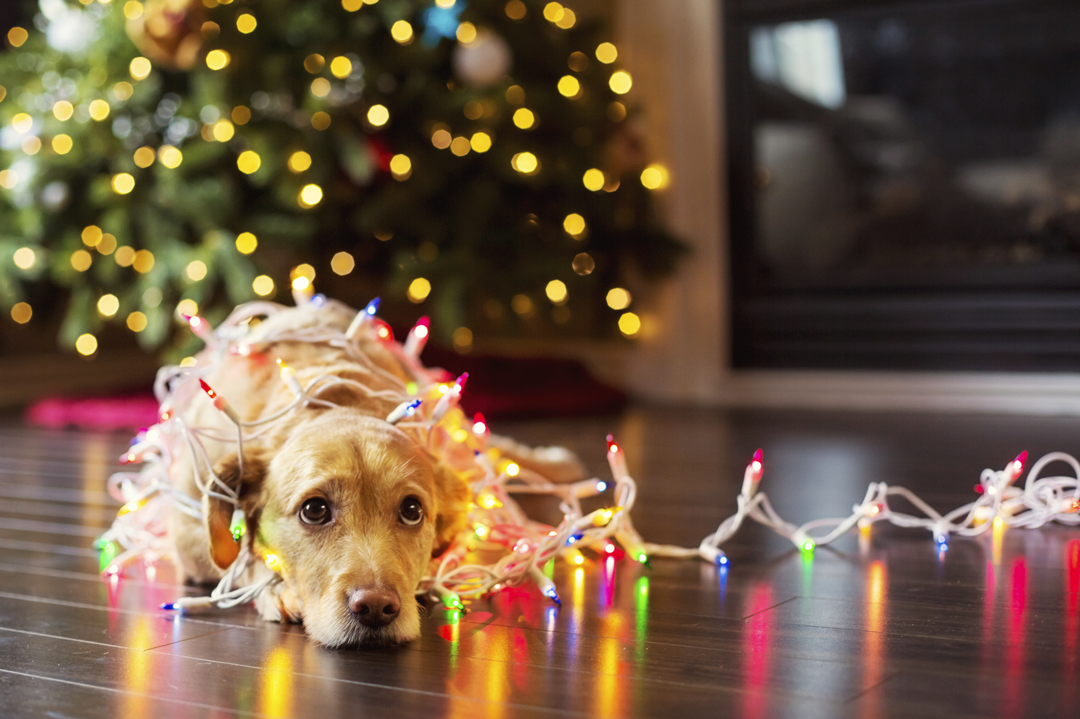 © iStock