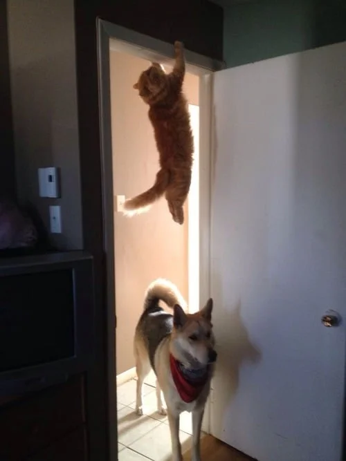 © Imgur