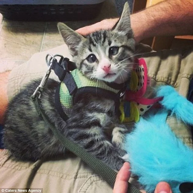 30BB9C9A00000578-3424173-Courtney_adopted_Bum_when_he_was_a_little_kitten_and_said_he_now-a-9_1454220786099.jpg