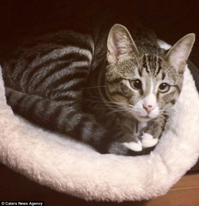 30B8EDF100000578-3424173-Courtney_named_the_concerned_kitty_Bum_after_San_Francisco_Giant-a-11_1454220799155.jpg