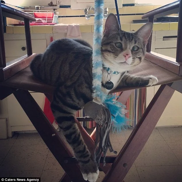 30BB9C6300000578-3424173-Coutney_has_used_the_new_fame_to_promote_rescue_cats_She_said_I_-a-7_1454220772792.jpg