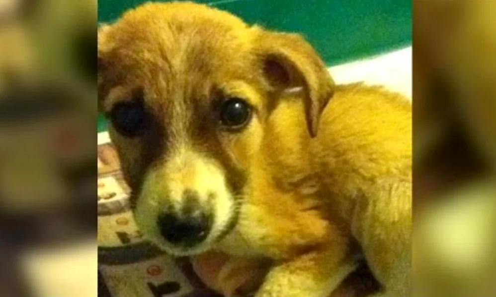 Achtung! Diese Pflanzen sind giftig für Ihren Hund • Aus Liebe zum