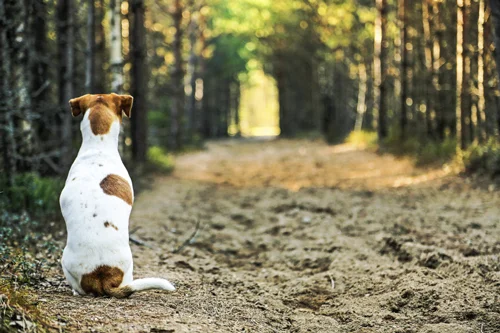 © iStock