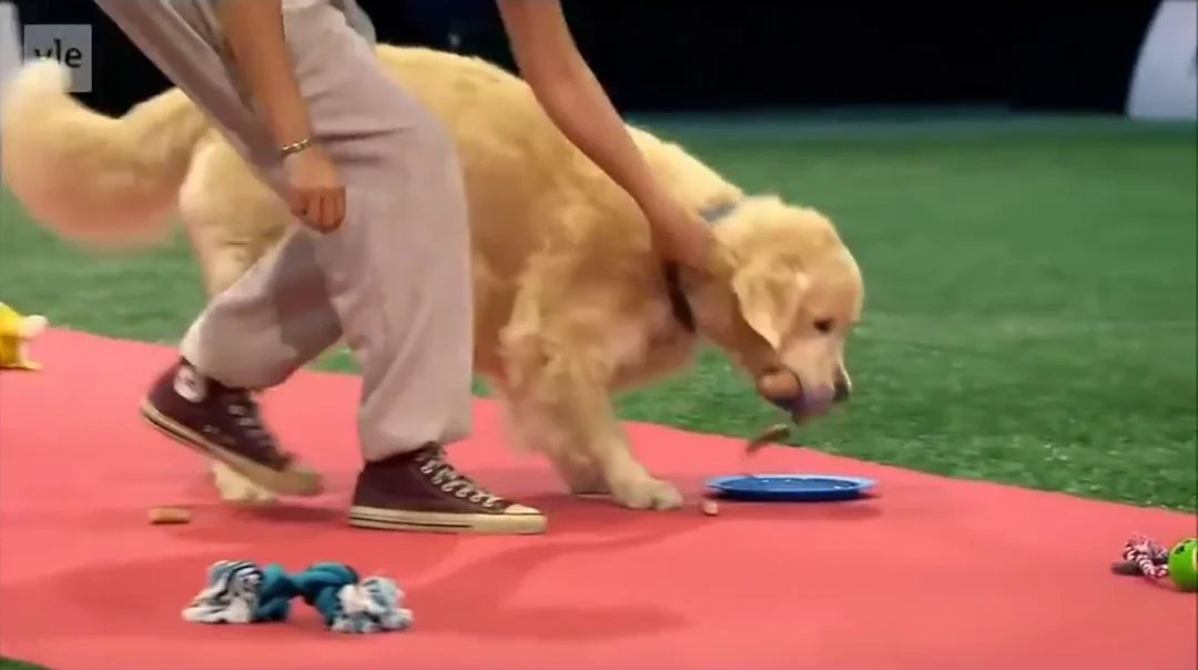 © YouTube/ Golden Retriever Lovers
