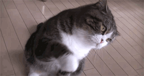 © Giphy