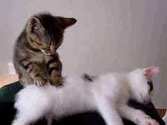 4 Grunde Darum Tritteln Katzen