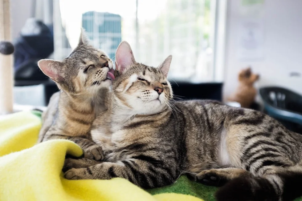 © portraitsofananimalshelter.com