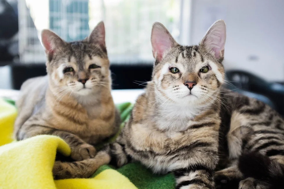 © portraitsofananimalshelter.com