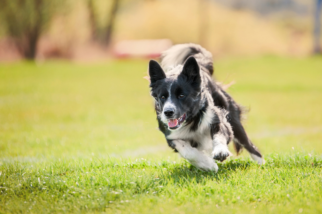 © iStock