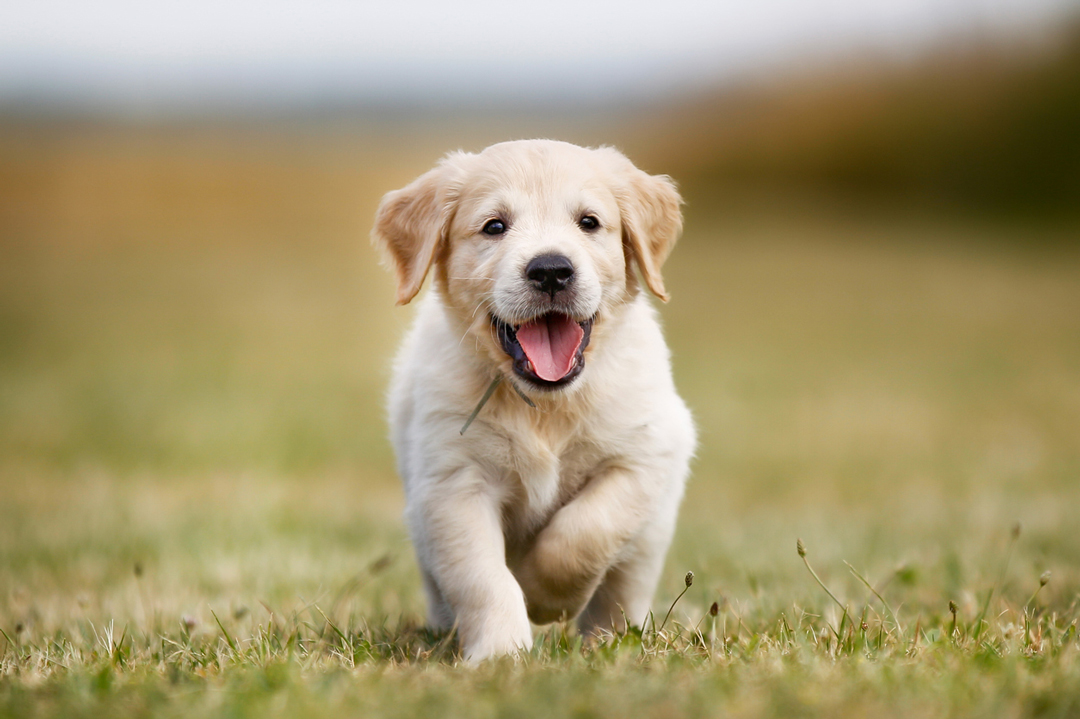 © iStock