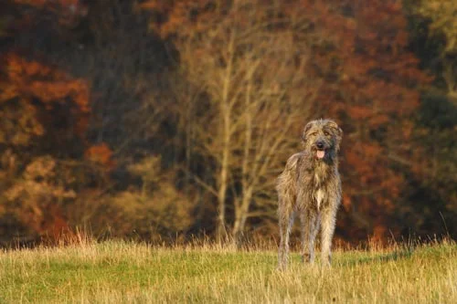 Die größten Hunde der Welt: der Irische Wolfshund. © iStock