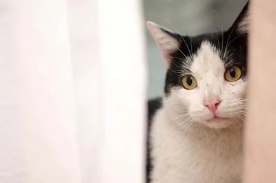 Mit unseren Tipps hat die Katze an Silvester keine Angst.