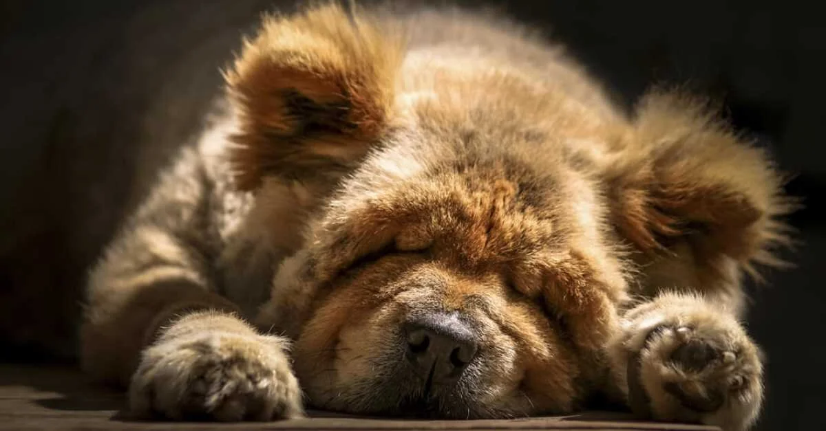 Hunde Mit Blauen Zungen Chow Chow Steckbrief Mit Fci Klasse Und Mehr