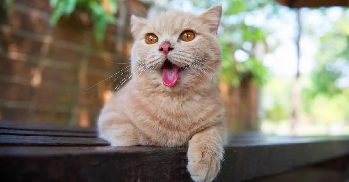 Katze Hechelt Wie Gefahrlich Ist Das Aus Liebe Zum Haustier