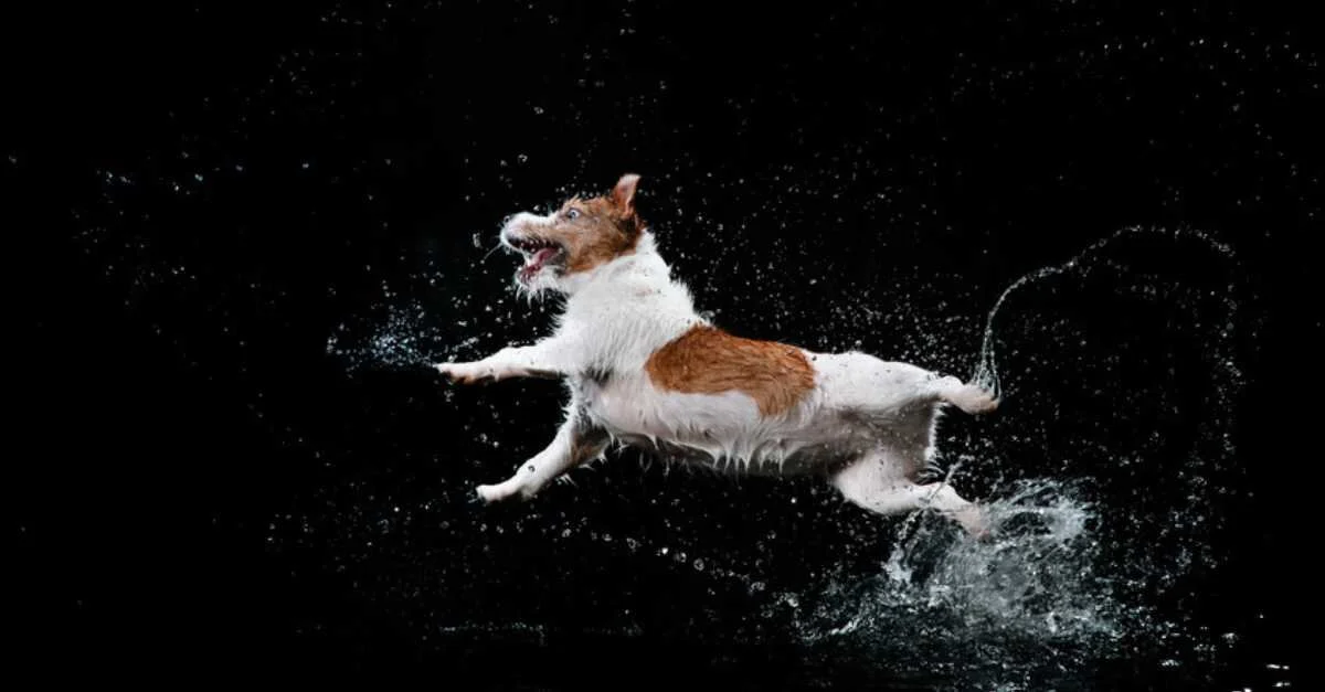 Diese Bilder Mussen Sie Gesehen Haben Aus Liebe Zum Haustier