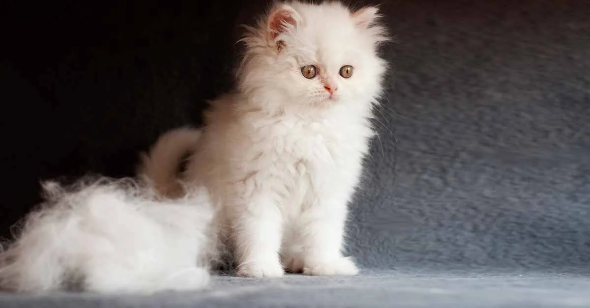 4 tipps wie haaren katzen weniger