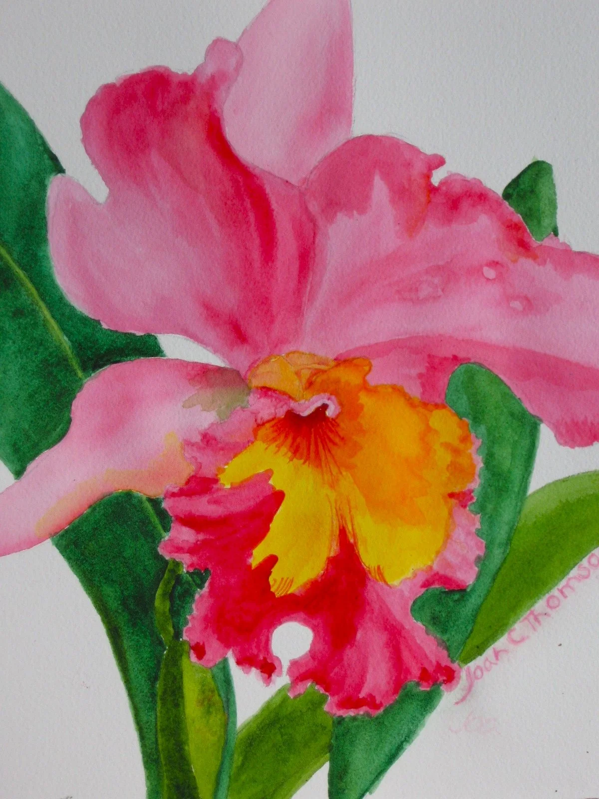 Pink Cattleya Orchid, watercolor, by Joan C. Thomson,