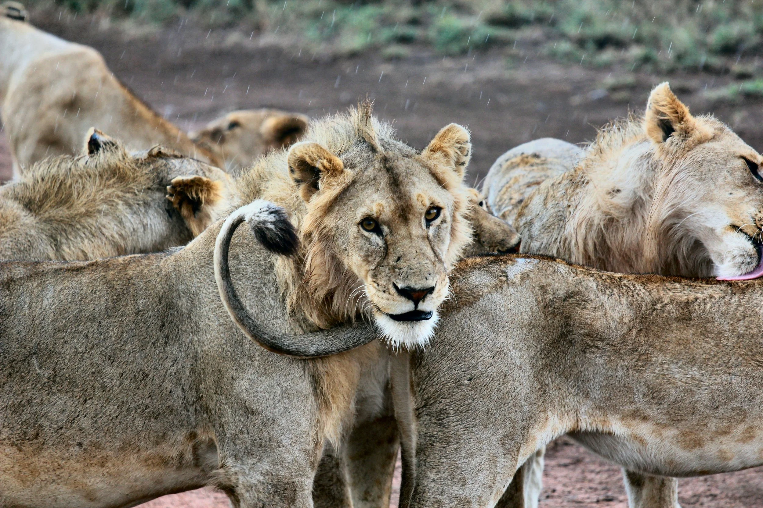 Tanzania: Travel For A Purpose