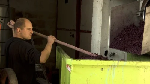 Baptiste Grangeon processing Grenache at Domaine de Cristia